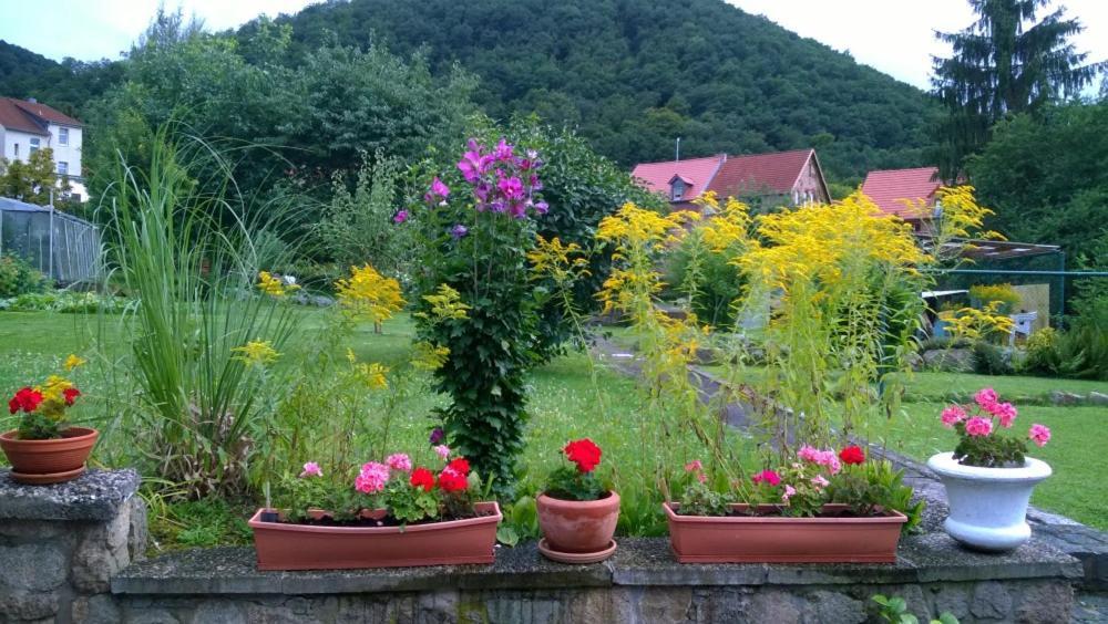 Ferienwohnung Bergblick - Inklusive Bodetal Therme Тале Экстерьер фото